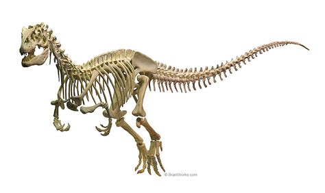 BrantWorks: Allosaurus Skeleton