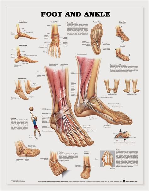 Ankle anatomy, Human body, Human anatomy