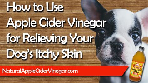 Apple Cider Vinegar Itchy Dog’s Skin – Natural Holistic Treatment ...