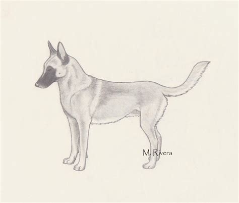 Belgian Malinois by Meshale on DeviantArt