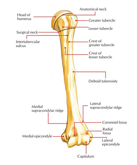 Easy Notes On 【Humerus】Learn in Just 4 Minutes!