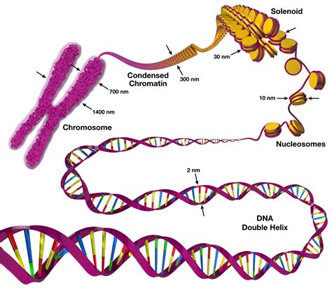 Draw And Label A Chromosome