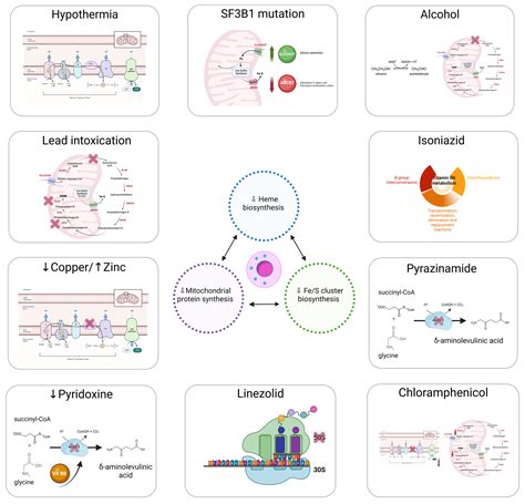 Genes | Free Full-Text | Causes and Pathophysiology of Acquired ...