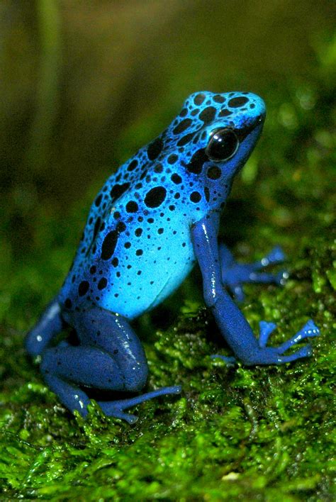 Blue Poison Dart Frog | Atlanta Botanical Gardens | Flickr