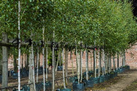 Himalayan Birch tree UK grown - Wykeham Mature Plants