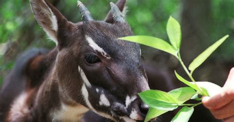 The Most Beautiful Animal You’ve Never Seen | The Nation