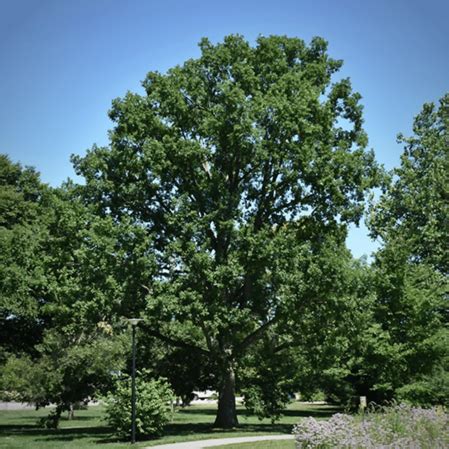 Trees | Adventure Science Center