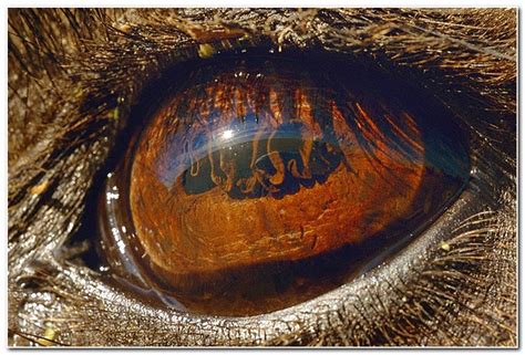 Macro photography of Animal Eyes - Gallery | eBaum's World