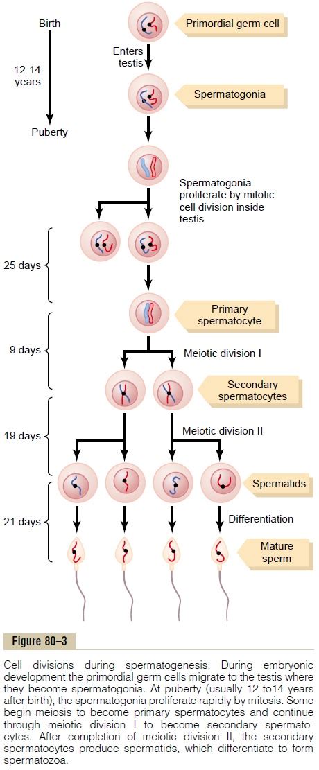 Spermatogenesis Adalah