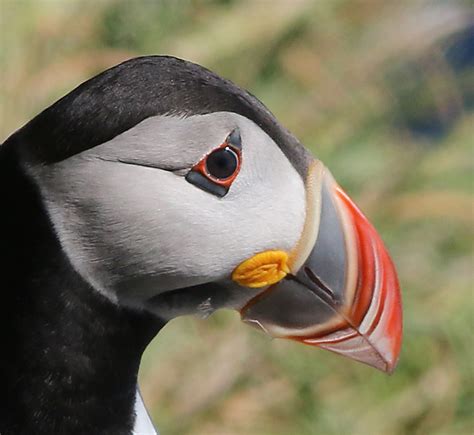 Kerry Birding: Puffin Island