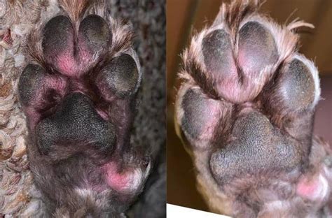 Images Of Yeast Infection On Dogs Paws : But, with so many types of ...