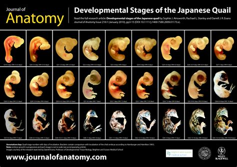 Quail Embryo Development | Homeschooling | Pinterest | Quails, Backyard ...