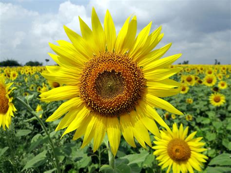 Close Up Photo of Sunflower · Free Stock Photo