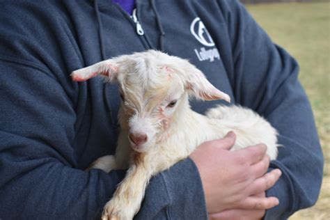 Welcoming New Baby Goats Born at Lollypop Farm • Lollypop Farm