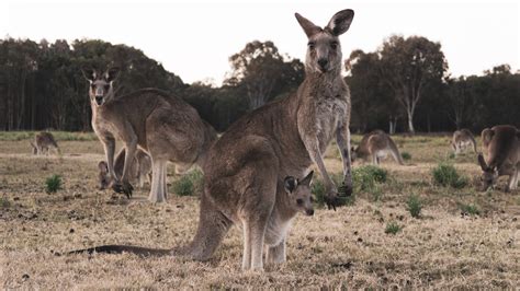 Kangaroo Fact Sheet | Blog | Nature | PBS | Carlos Ramirez