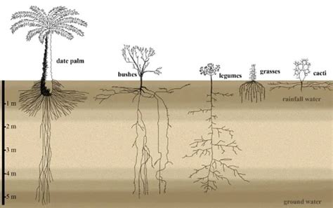 Palm Tree Roots - All You Need To Know - EcoCation