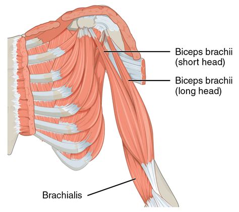 Biceps - Wikipedia