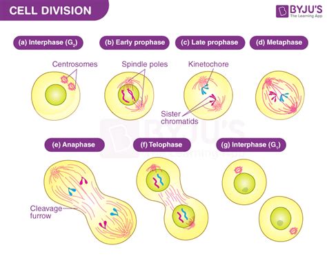 Genetic Makeup Of Daughter Cells In Mitosieiosis - Mugeek Vidalondon