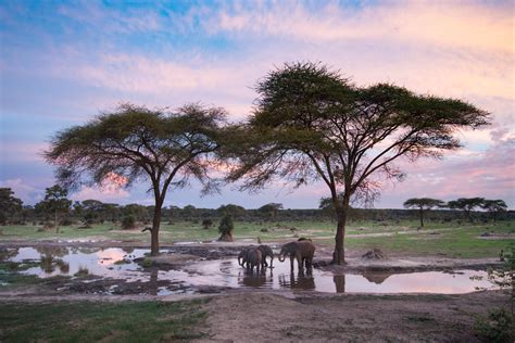 Hwange National Park - African Bush Camps | Zimbabwe Safari