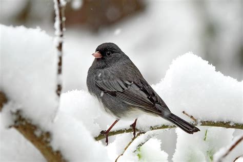 Dark-Eyed Junco in Winter Photograph by Lyuba Filatova | Fine Art America