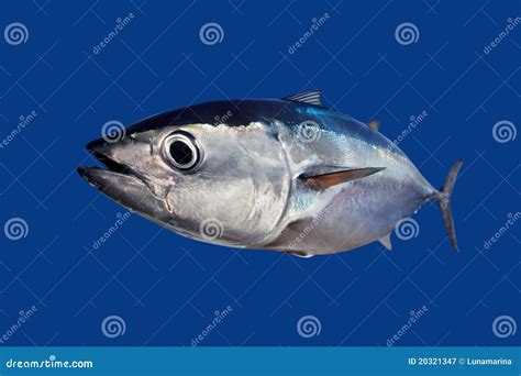 Bluefin Tuna Thunnus Thynnus Fish Isolated on Blue Stock Image - Image ...