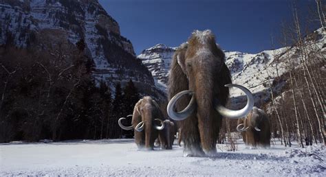 woolly mammoth ice age woolly mammoth ice age woolly mammoth woolly rhino