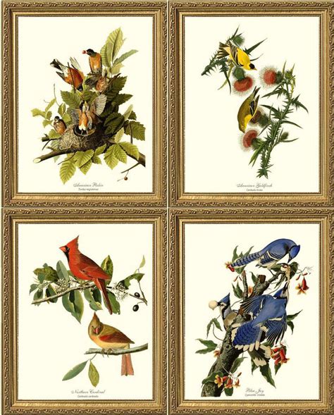 Audubon Bird Print Set-4 Framed Antique Vintage Illustrations, 8x10 ...