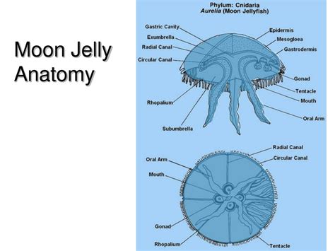 Anatomy The Moon Jellyfish