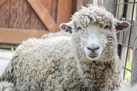 Cotswold Sheep | The Maryland Zoo