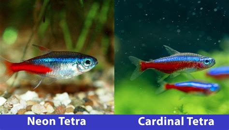 Cardinal Tetra vs Neon Tetra: Comparison, Facts & FAQs (Vet-Approved ...