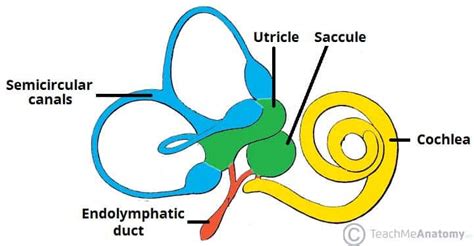 The Inner Ear - Bony Labyrinth - Membranous Labryinth - TeachMeAnatomy