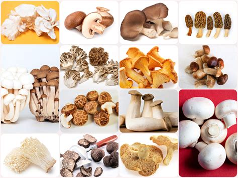 Types Of Mushrooms With Names And Pictures