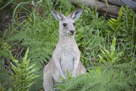 Infant kangaroo eating grass 1544281 Stock Photo at Vecteezy