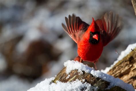 Cardinal In Winter Free Stock Photo - Public Domain Pictures