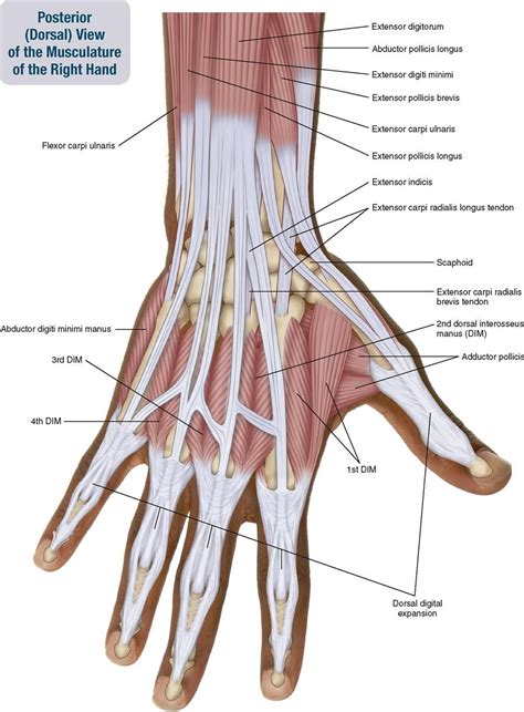 Hand musculature | Human muscle anatomy, Muscle anatomy, Human anatomy art