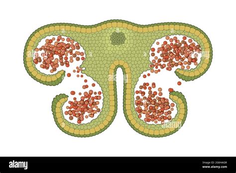 Anthers are the pollen producing part of the flower. Anther structure ...