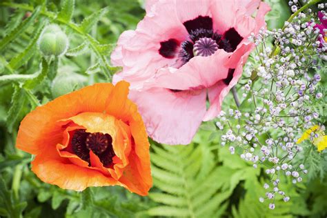 14 Beautiful Garden Poppies