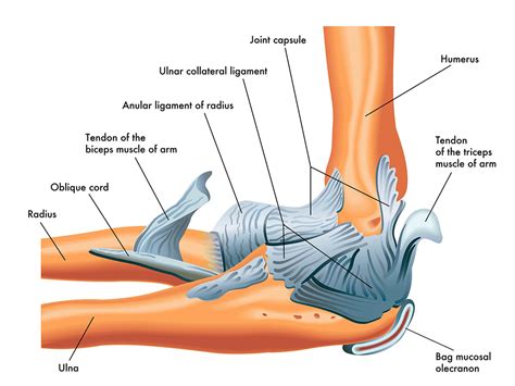 Elbow Anatomy Ligaments