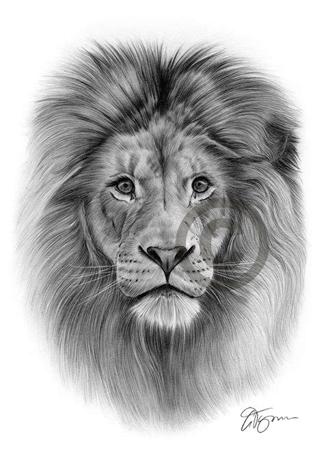 Lion Drawing Pencil Art