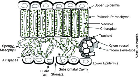 Cross Section Through A Dicotyledonous Leaf - Infoupdate.org