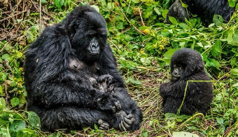 Mountain Gorilla Families in Virunga National Park