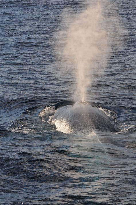 Mapping the migratory route of pygmy blue whales — Australian Antarctic ...