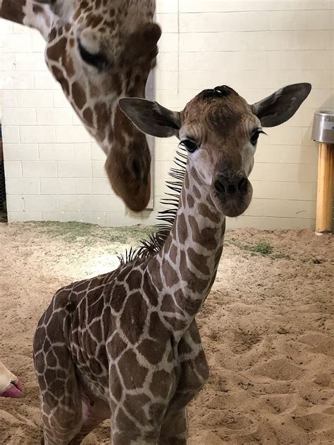 Giraffe Calf Born at Cheyenne Mountain Zoo - CMZoo