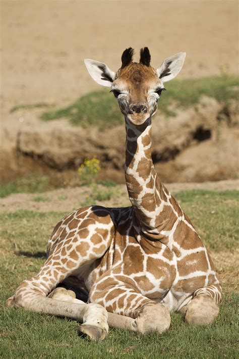 This new giraffe calf is a step in the right...