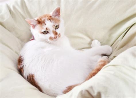 Cat Diarrhea: 5 Treatment Options You Should Try | PetMD