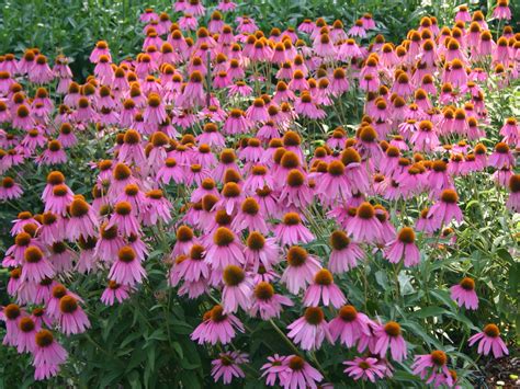 Echinacea purpurea (Eastern Purple Coneflower) - World of Flowering Plants