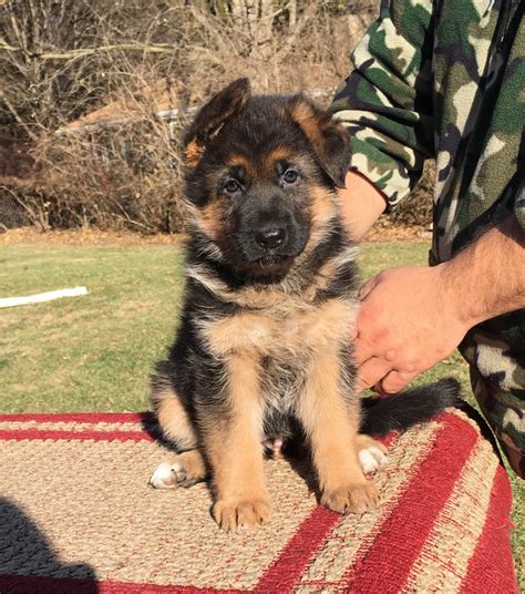 German Shepherd Puppies For Sale | Wonder Lake, IL #257467