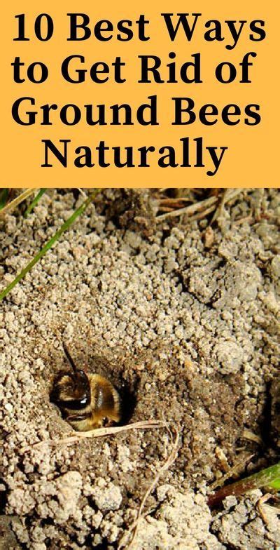 Ground Nesting Bees: How to Keep Them Away Naturally | Ground bees ...