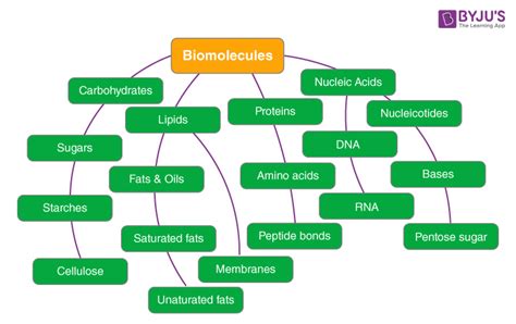 Biomolecules in Living Organisms- The Four Types Of Biomolecules