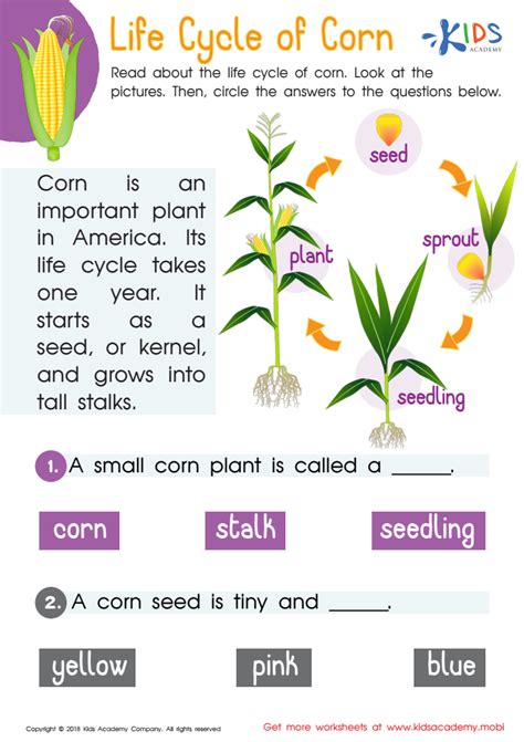 Corn Life Cycle Printable